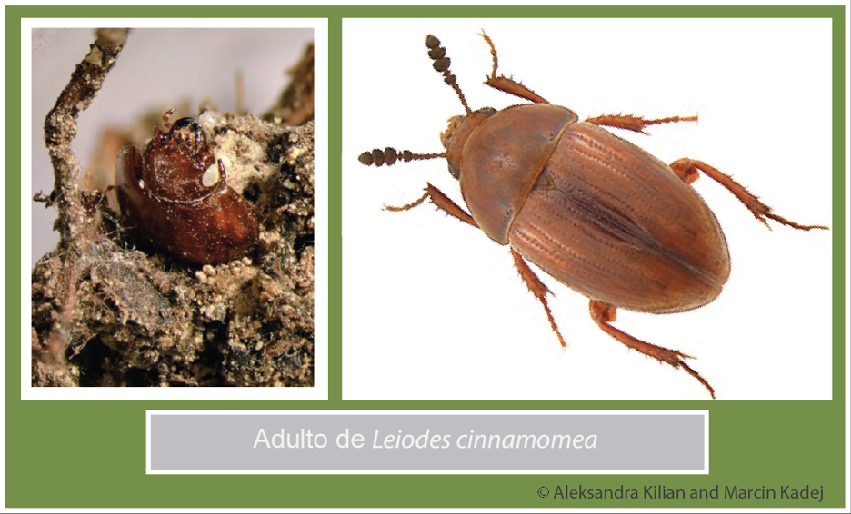 morfología adulto de Leiodes cinnamomea